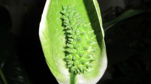 Hvorfor Spathiphyllum (kvindelig lykke) grønne blomster. Vi beskæftiger os med problemer sammen