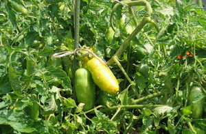 Banan ben - opnåelse Tomato i 2019