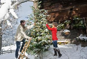 Levende træ i en gryde: dekorere et hus om vinteren og en have om sommeren