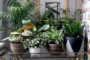 6 stilfuld og original måde at dekorere dit hus planter