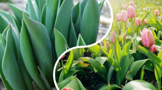 Selvom sorter af tulipaner meget og alle dem forskellige løgformet principper vækstregulerende er de samme for alle. Foto: ogorod.ru