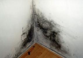 Udgangen af ​​mug på væggene i lejligheden
