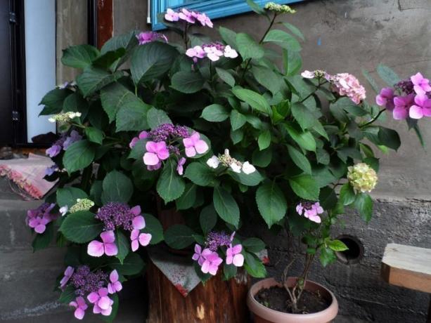 Savtakket hortensia veranda. Illustrationer til en artikel taget fra internettet