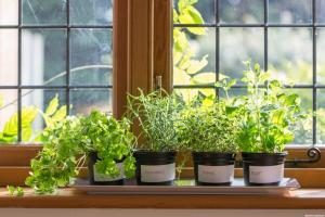 Hvad du kan dyrke grøntsager og urter på altanen i lejligheden
