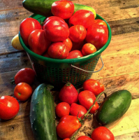 Tomater og Zelentsy i et drivhus. finesser af dyrkning