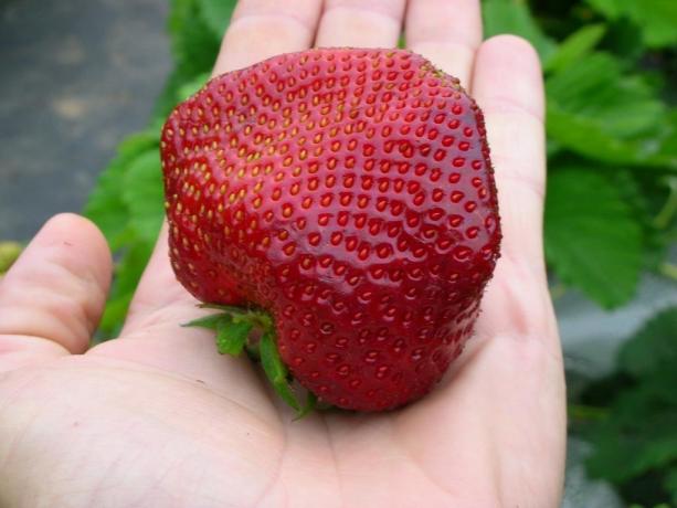 Store og velsmagende jordbær - resultatet af ordentlig pleje! (