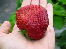 Den anden halvdel af sommeren - tid til anlæg og genplante jordbær til en rigelig høst