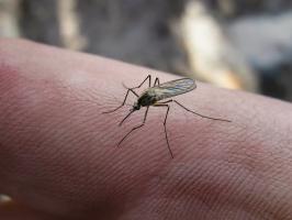 Chalet Tricks: Reparation af haveslange, utætte tønder, slippe af myg
