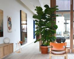 Ficus i huset: de siger tegnene