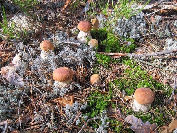 Hvide svampe i deres naturlige habitat