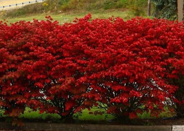 Røde blade i efteråret Euonymus (landas.ru)