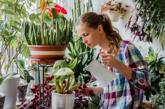 Juster vanding stueplanter tilstand - den halve succes vinter vedligeholdelse