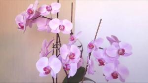 5 brølere i plejen af ​​phalaenopsis orkideer