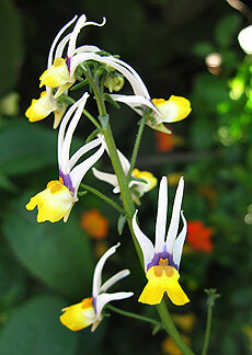 Jeg har set navnet på en blomst form "Whelps". Foto: www.remodelista.com