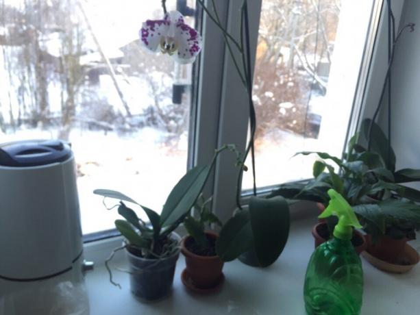 Vinter fugtgivende orkidé