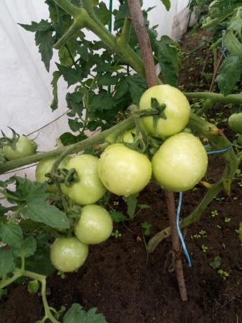 Hvis det er muligt, er det bedst at dække buske af tomater filmen under uophørlige regn.