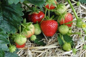 Hvordan til at passe jordbær under frugtsætning
