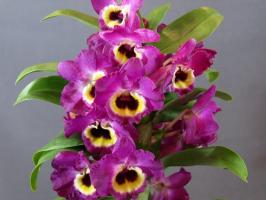 Amazing Dendrobium. Funktioner af dyrkning og pleje