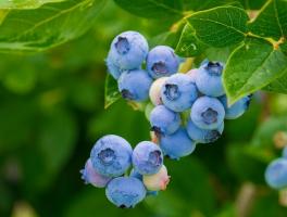 Hvordan man korrekt forberede vinteren blåbær