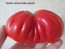 Tomat smag. Smukke farver og utrolig smag!