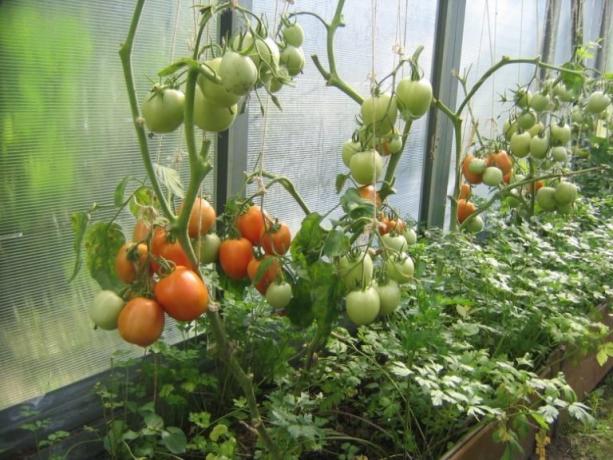 Modning tomater i drivhuset kan fremskyndes! (Mojateplica.ru)