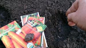 Plantning gulerødder under zimu- hvordan man undgår fejl.