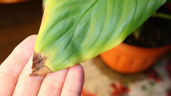 Tropiske smuk Spathiphyllum reagerer på tørhed og varme i en af ​​de første