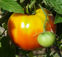 Afslører hemmeligheder bevare friske tomater om vinteren