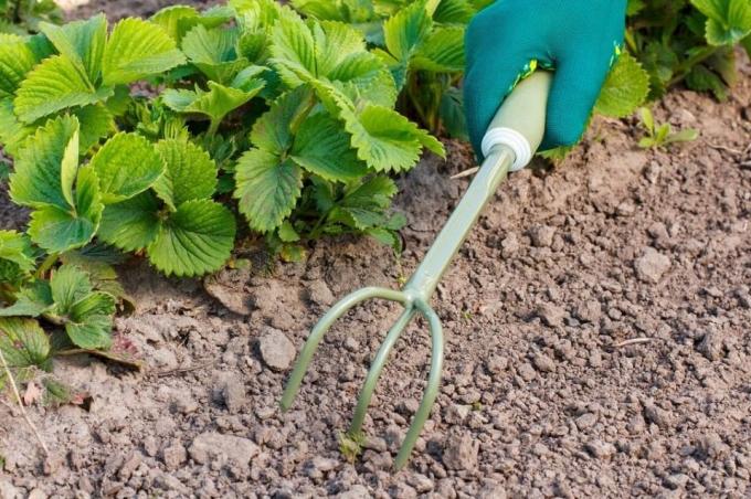 Vær sikker proryhlit jord før mulching | Have & Gartneri
