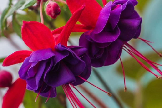 Blomster fuchsia terry