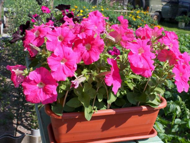 Jeg køber altid hybridsorter af petunia. Mark F1 blomster, de er større, farven - lyse og meget blomstre - meget længere!