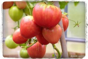 5 mest søde tomat sorter