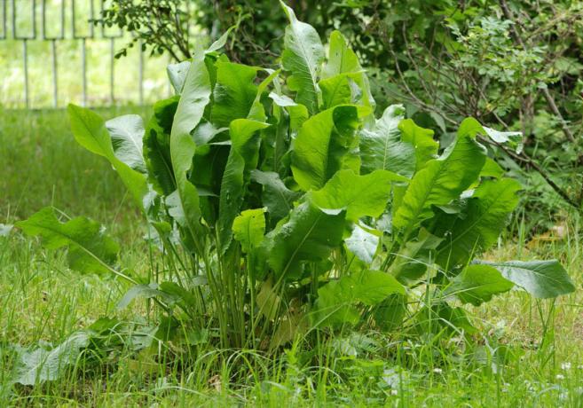 Hvordan at slippe af med peberrod, eller daylilies? | Have & Gartneri