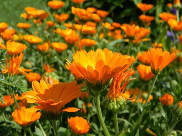 Marigold frø spirer meget godt, og planterne selv - er hastigt voksende og danner knopper!