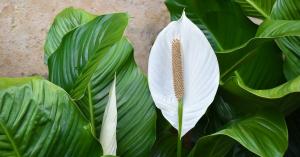 Hvordan til at passe Spathiphyllum i den kolde årstid til blomst blomstrede smukke