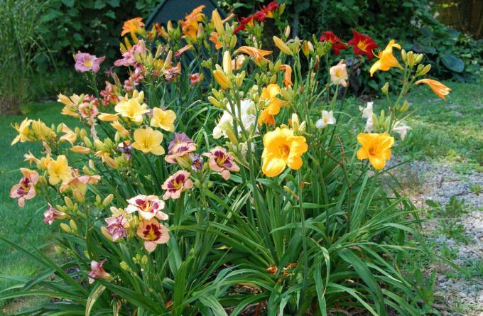 Det forekommer mig, at daylilies stille og roligt, men hurtigt fyldt vores haver. 15 år siden, blomsten var mere nysgerrighed end sædvanlige indsatte senge. Og hvad nu?