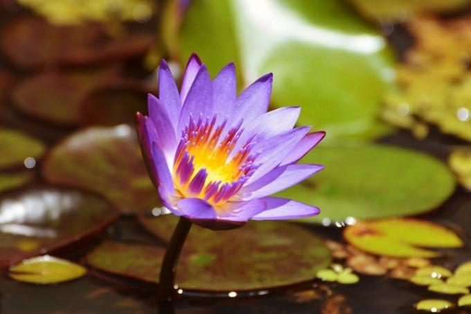 Blå Lotus - forbudt skønhed | ZikZak