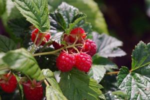 Hvordan kan man øge høsten af ​​hindbær? Professionel rådgivning