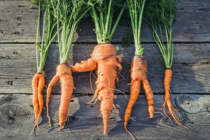 Hvorfor gulerod vokser kurve? | Have & Gartneri