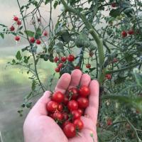 Cherry Hvorfor bør tænke før plantning tomater? flyve i bægeret