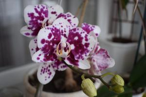 5 trin til en smuk orkidé phalaenopsis hus