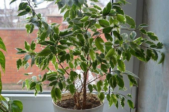 Ficus benjamina holder øje fra det lille vindue i vinterlandskab uden for vinduet. Foto: houser.su