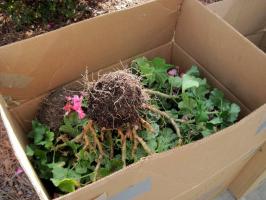 Geraniums vinteropbevaring i hjemmet