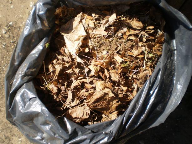 Leaf kuld i en papirkurv taske til kompostering