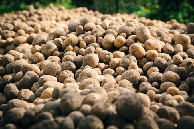 2 dumme fejl kartoffel dyrkning | Have & Gartneri