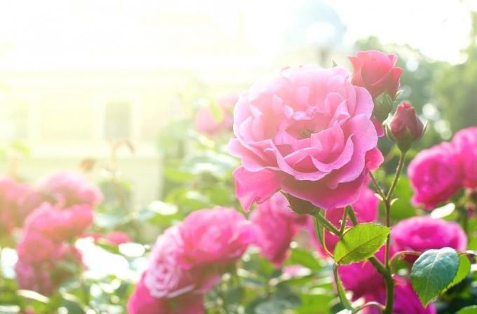 Blooming rose. Billeder i artiklen - taget fra internettet.