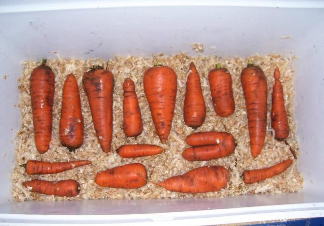 Savsmuld er fantastisk til opbevaring af gulerødder | Have & Gartneri