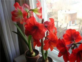 Hvorfor ikke blomster Hippeastrum: hvordan man hjælp plante