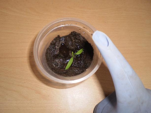 Land i koppen kan spiket med væksten af ​​planterne.