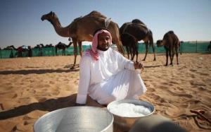 Den nyttige kamel mælk